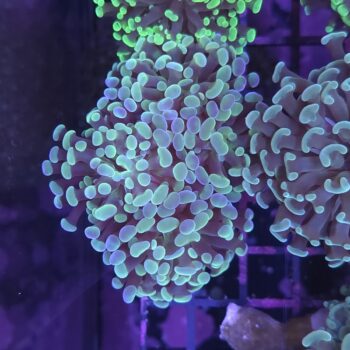 Euphyllia paraancora