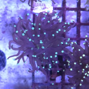 Euphyllia glabrescens B573