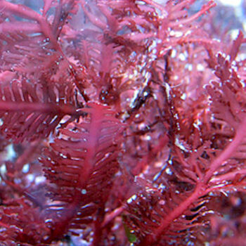 Haliptilon sp- Red Feather Algae M