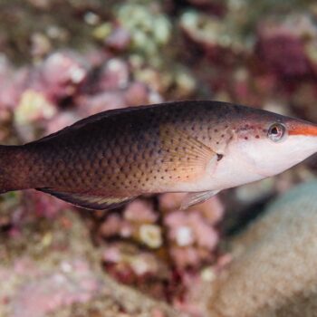 Gomphosus caeruleus Female - Birdmouth Wrasse S