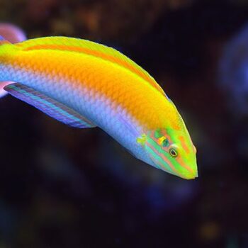 Halichoeres leucoxanthus- Yellow and Purple Wrasse S/M
