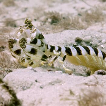 Lysiosquillina maculata- Giant Zebra Mantis Shrimp