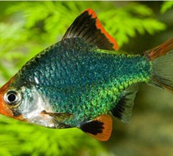 Capoeta tetrazona- Barbus Green 3cm