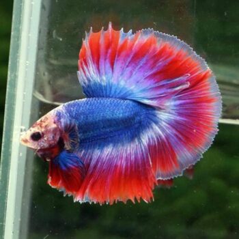 Betta splendens- Betta Male Thai Flag 5cm