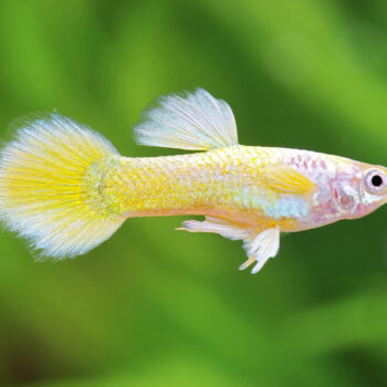 Poecilia reticulata- Yellow Laser Guppy Female 3.5-4 cm