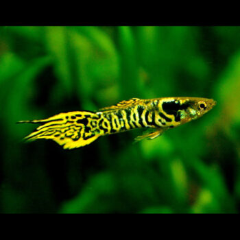 Poecilia wingei-Endler Tiger Male 3-3.5 cm