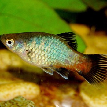 Xiphophorus Maculatus- Cendrawasih Platy