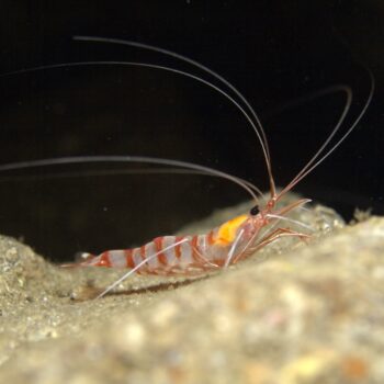 Parhippolyte uveae- Cave Cleaner Shrimp