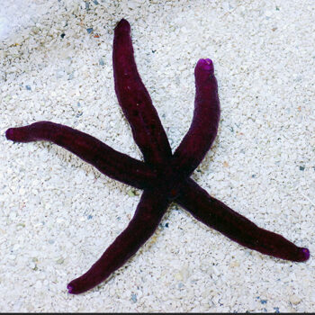 Linckia Sp.- Purple Batik Starfish S/M
