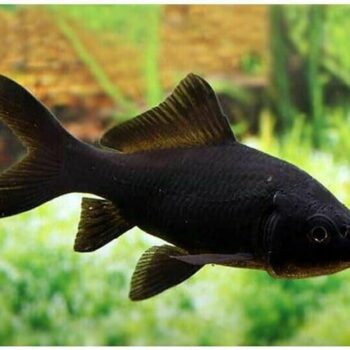 Carassius auratus - Comet Black and Gold Goldfish 7-10cm