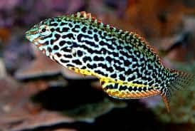 Macropharyngodon ornatus Juv M - Leopard Wrasse