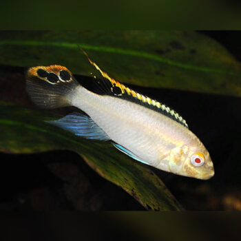 Pelvicachromis Pulcher- Albino Kribensis 2.5cm
