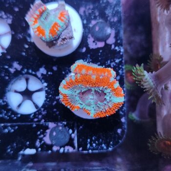 Acanthastrea lordhowensis 33