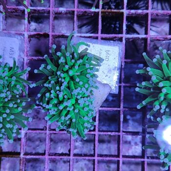 Euphyllia glabrescens N40