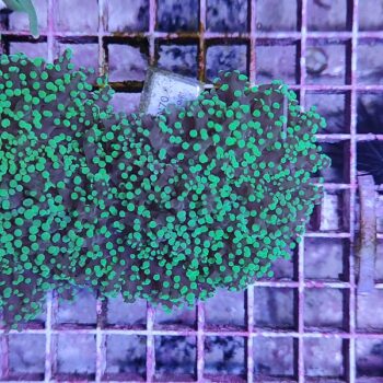 Euphyllia paradivisa N70