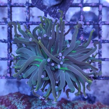 Euphyllia glabrescens “Rapunzel" N68
