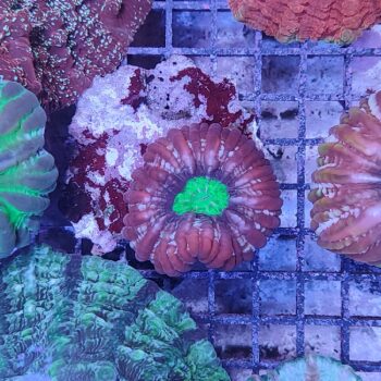 Cynarina lacrymalis (47327)