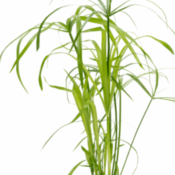 S.I Cyperus alternifolius
