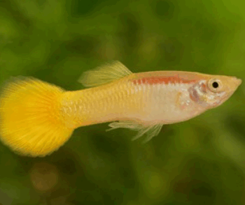 Poecilia reticulata- Yellow Laser Guppy Male 3-3.5cm