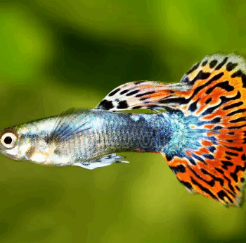 Poecilia reticulata- Rainbow Guppy Male 3-3.5