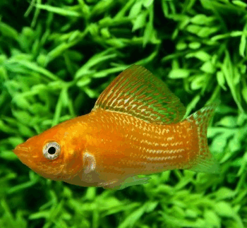 Poecilia sphenops- Saffron Molly 4-5cm