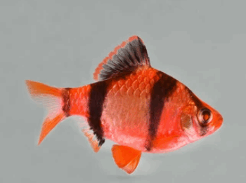 Capoeta tetrazona - Barbus Red 3cm