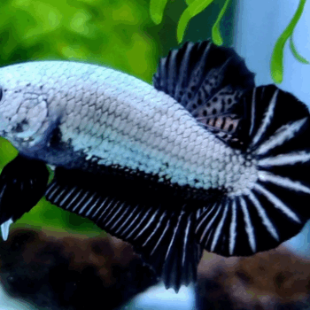 Betta splendens- Betta Halfmoon Plakat Black Dragon 3.5-4cm
