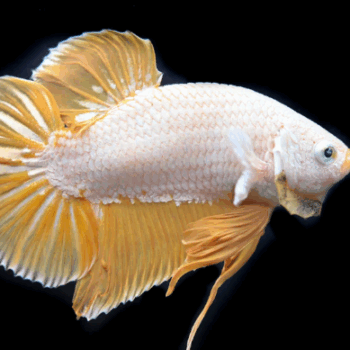 Betta splendens- Betta Halfmoon Plakat Yellow Dragon 3.5-4cm