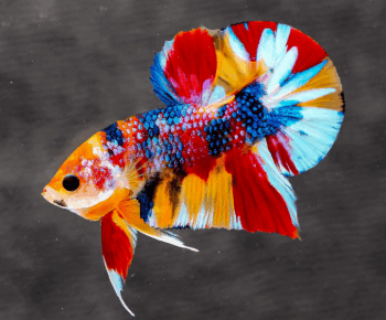 Betta splendens- Betta Halfmoon Plakat Koi Metallic 3.5-4cm