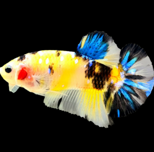 Betta splendens- Betta Halfmoon Plakat Yellow Koi Galaxy 3.5-4cm