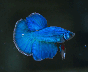 Betta Splendens- Betta Halfmoon Blue Fancy 3.5-4cm