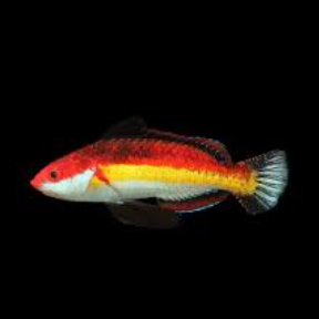Cirrhilabrus naokoae- Naoko's Fairy Wrasse Juv M