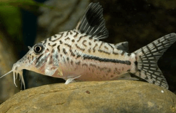 Corydoras sp- Peru Corydoras 3 cm