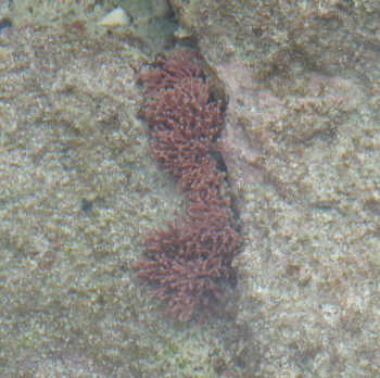 Amphiroa sp- Boneweed Algae ( No Rock) M