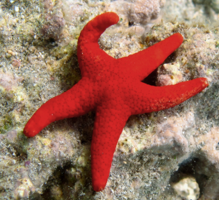 Fromia monilis- Red Starfish S/M