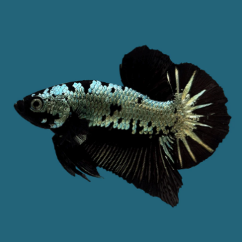 Betta splendens- Betta Plakat Black Dragon 3.5-4cm
