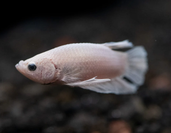 Betta spledens -Siamese Fighting Fish Plakat Platinum 4-5cm