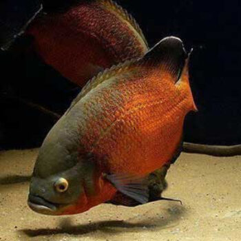 Astronotus ocellatus – Black and Copper Oscar 12-15cm