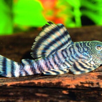 Panaqolus changae L226 - Tiger Pleco M