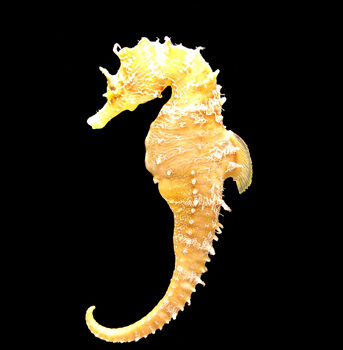 Hippocampus erectus - Yellow Lined Seahorse