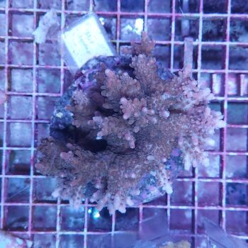 Acropora M19 (46964)