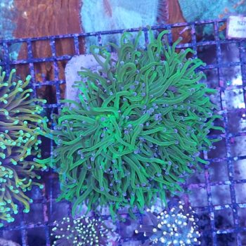 Euphyllia glabrescens metallic green M27 (47098)