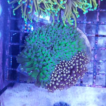 Euphyllia glabrescens mix M49 (47101)