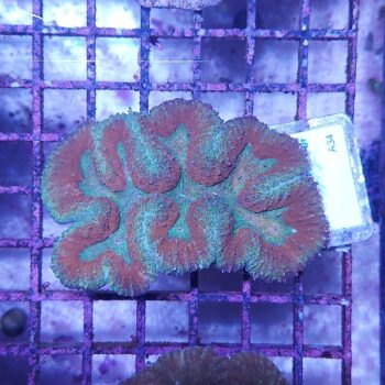Symphyllia multicolor A34 (48358)