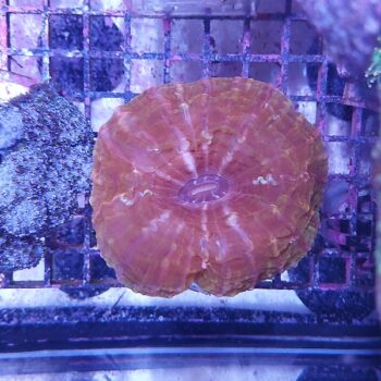 Cynarina lacrymalis red (48228)