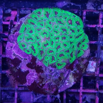 Favites F10 (46835)