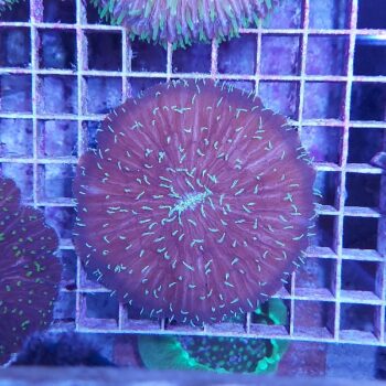 Fungia 3 (47171)
