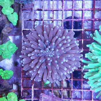 Heliofungia actiniformis (34308)