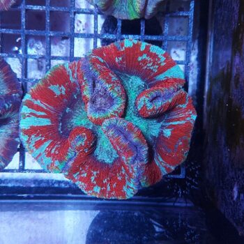 Wellsophyllia radiata (36972)