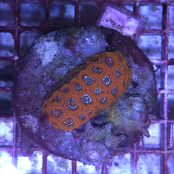 Acanthastrea micromussa K44 (34368)